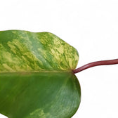 Philodendron 'Strawberry shake' ('Red Emerald' variegata) potted plant in nursery pot on white background.