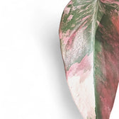Philodendron 'Strawberry shake' ('Red Emerald' variegata) potted plant in nursery pot on white background.