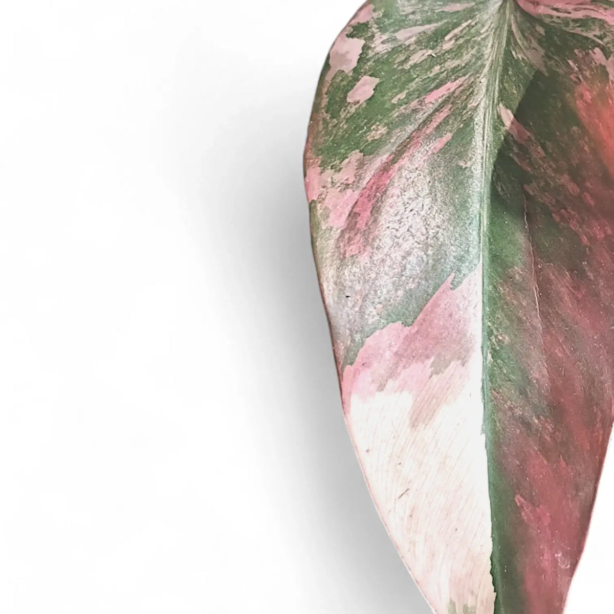 Philodendron 'Strawberry shake' ('Red Emerald' variegata) potted plant in nursery pot on white background.