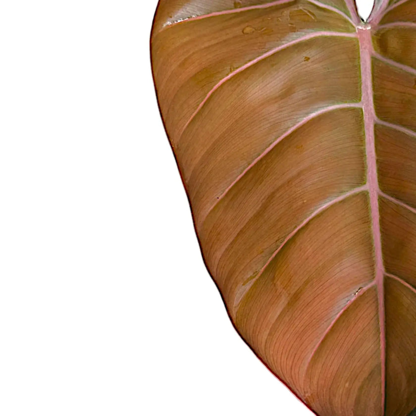 Philodendron 'Summer Glory' (gloriosum x 'McColley's Finale'x) – Blattdetail vor weißem Hintergrund..