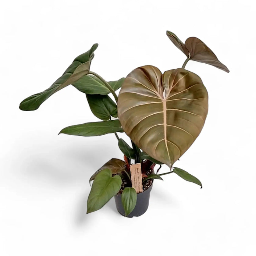 Philodendron 'Summer Glory' (gloriosum x 'McColley's Finale'x) Zimmerpflanze im Anzuchttopf vor weißem Hintergrund, Produktfoto 2.
