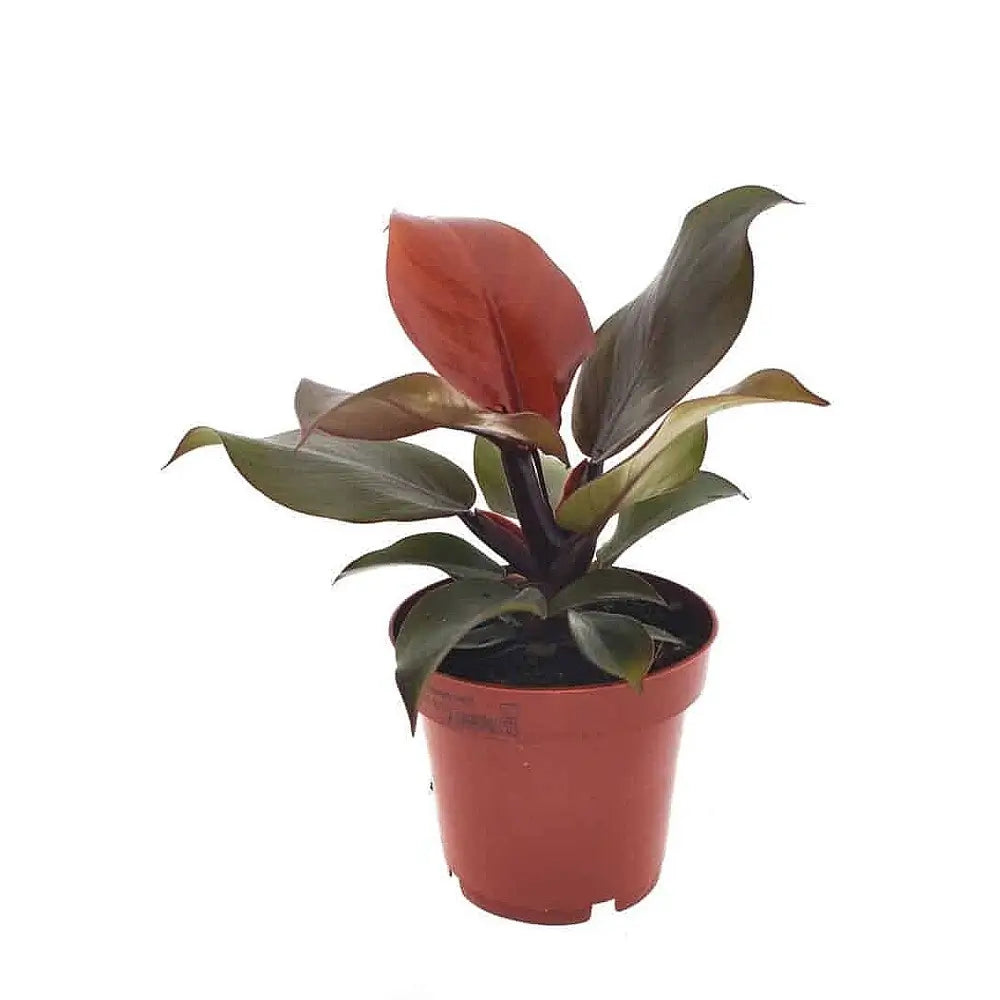 Philodendron 'Sunlight' Zimmerpflanze im Anzuchttopf vor weißem Hintergrund, Produktfoto 2.