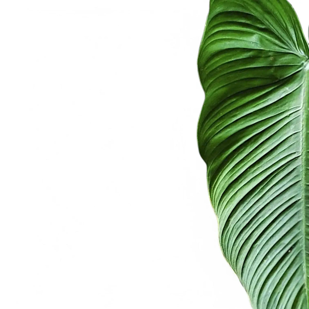 Philodendron tenue leaf detail on white background.