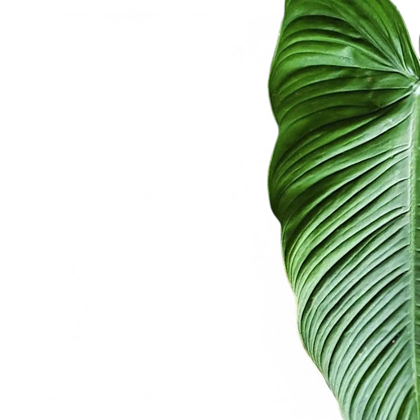 Philodendron tenue leaf detail on white background.