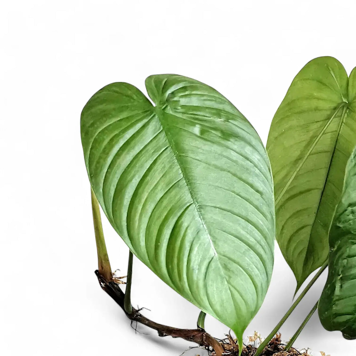 Philodendron tenue aff close-up of leaf on white background.