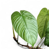 Philodendron tenue aff close-up of leaf on white background.