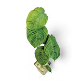 Philodendron tenue aff potted plant in nursery pot on white background.