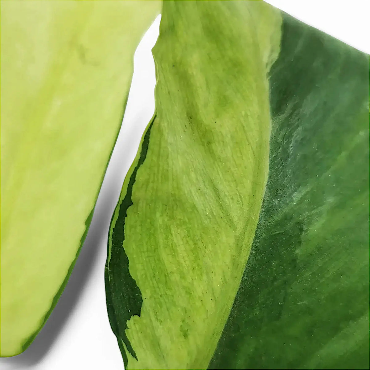 Philodendron 'Thai sunrise' – Blattdetail vor weißem Hintergrund..