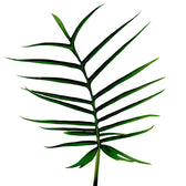 Philodendron tortum leaf detail on white background.