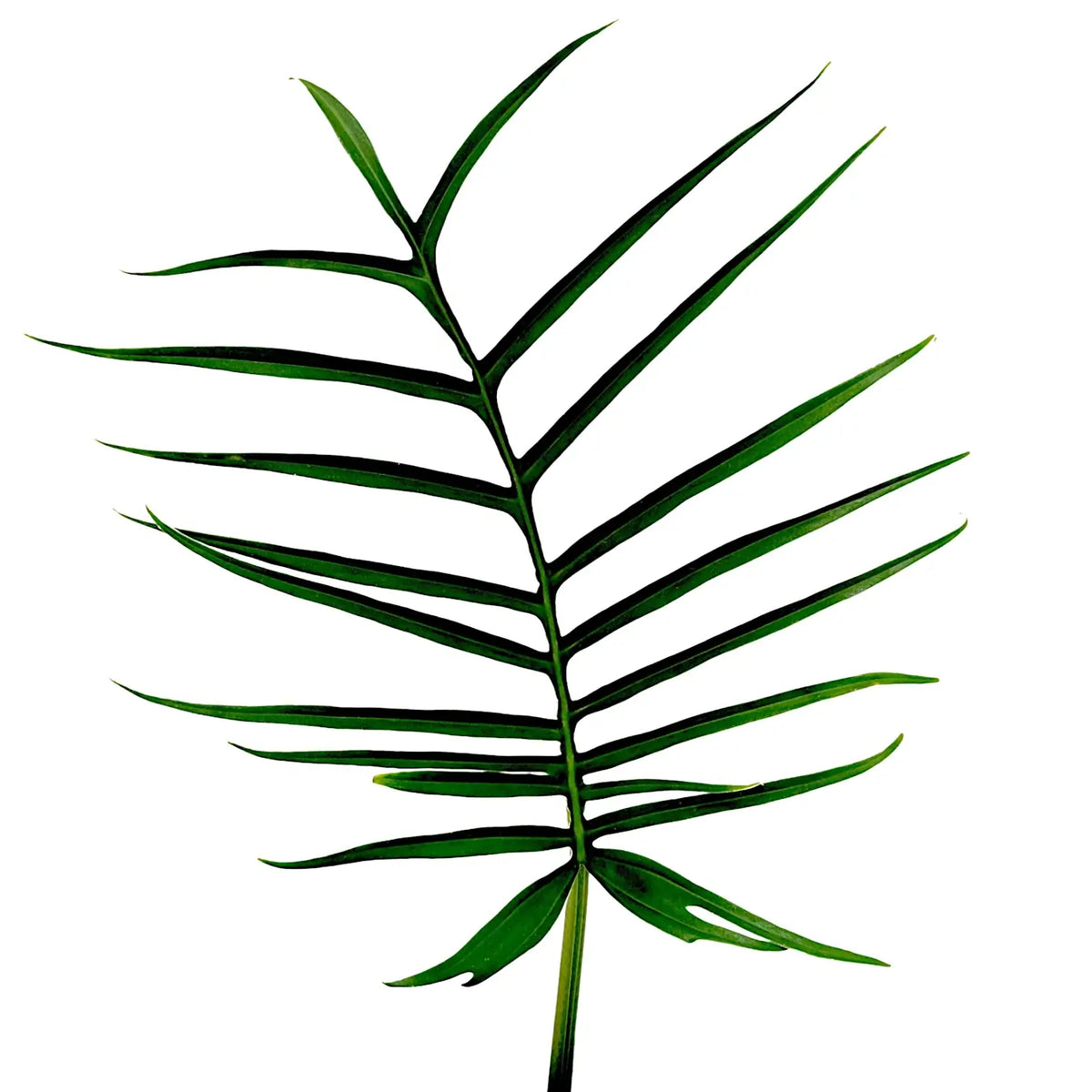 Philodendron tortum leaf detail on white background.