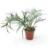 Philodendron tortum potted plant in nursery pot on white background.