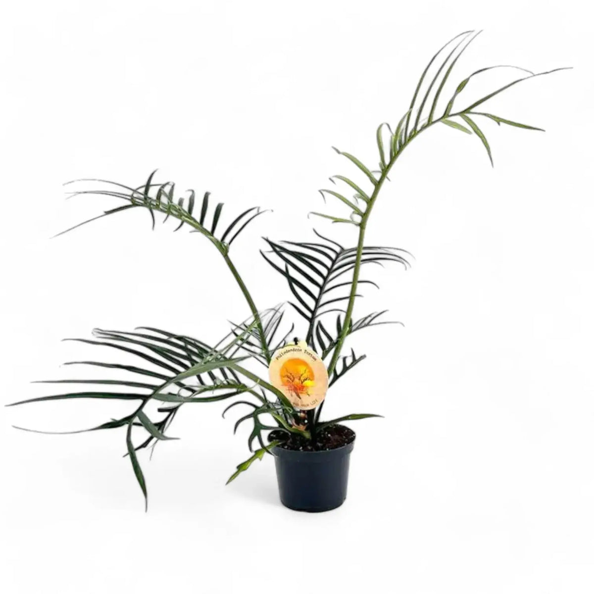 Philodendron tortum potted plant in nursery pot on white background.