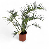 Philodendron tortum potted plant in nursery pot on white background.