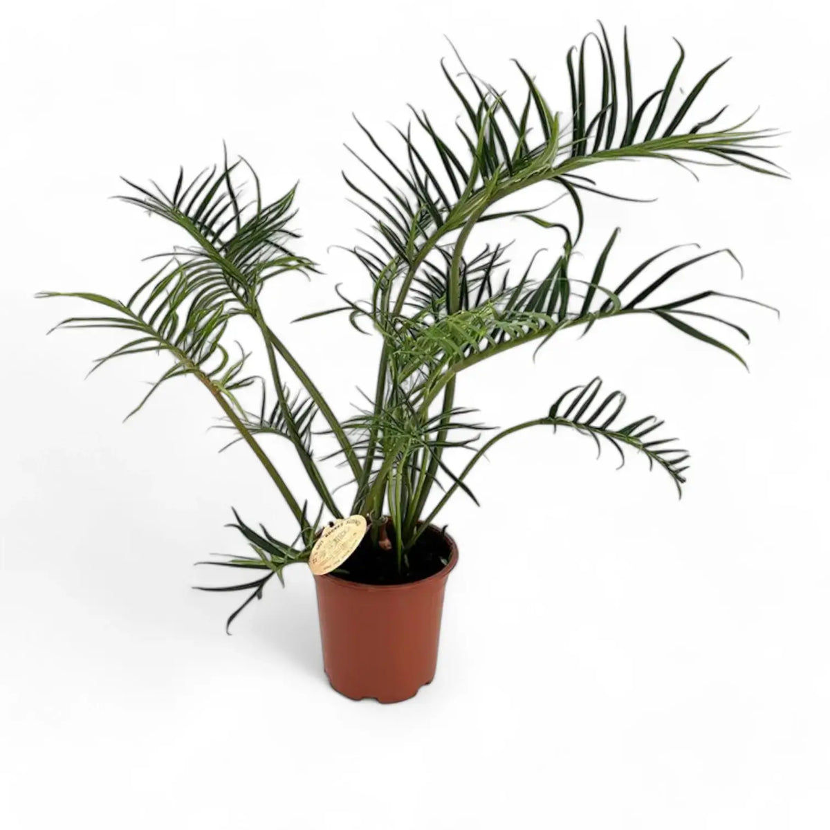 Philodendron tortum potted plant in nursery pot on white background.