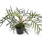 Philodendron tortum potted plant in nursery pot on white background.