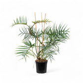 Philodendron tortum potted plant in nursery pot on white background.