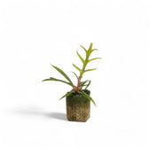 Philodendron tortum potted plant in nursery pot on white background.