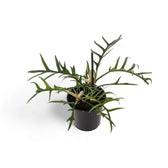 Philodendron tortum potted plant in nursery pot on white background.