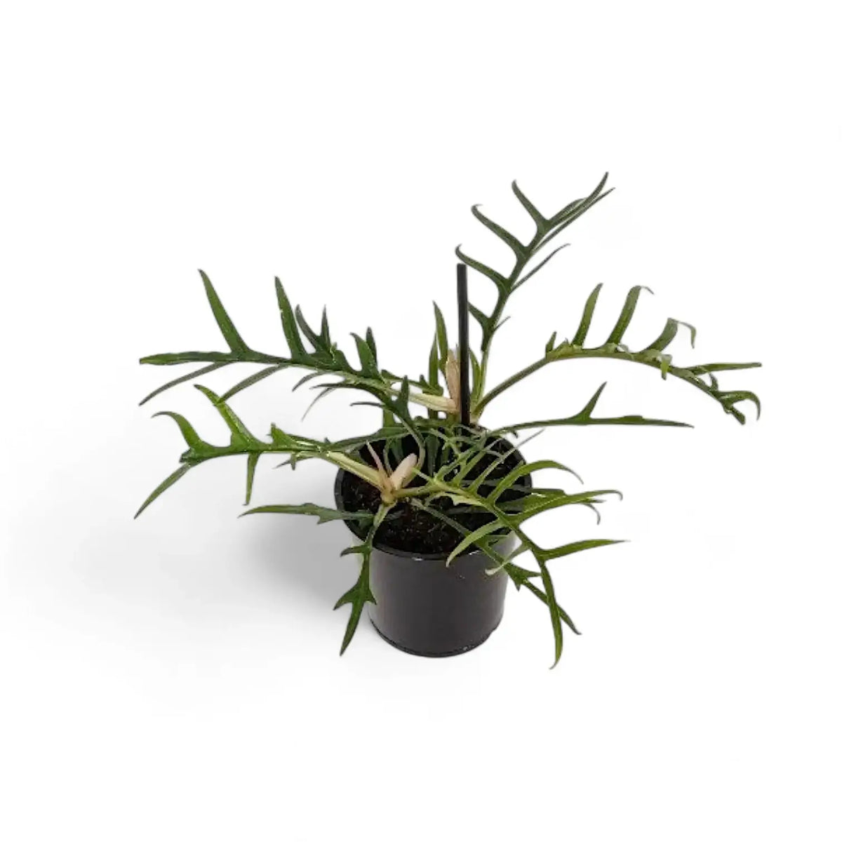 Philodendron tortum potted plant in nursery pot on white background.