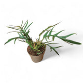 Philodendron tortum potted plant in nursery pot on white background.