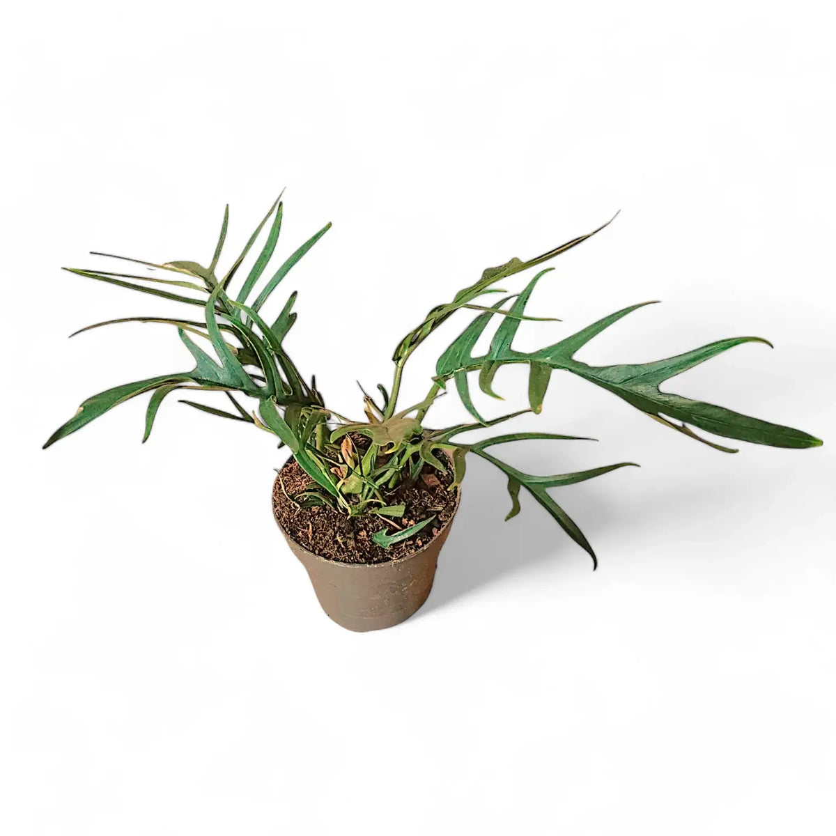 Philodendron tortum potted plant in nursery pot on white background.