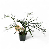 Philodendron tortum potted plant in nursery pot on white background.