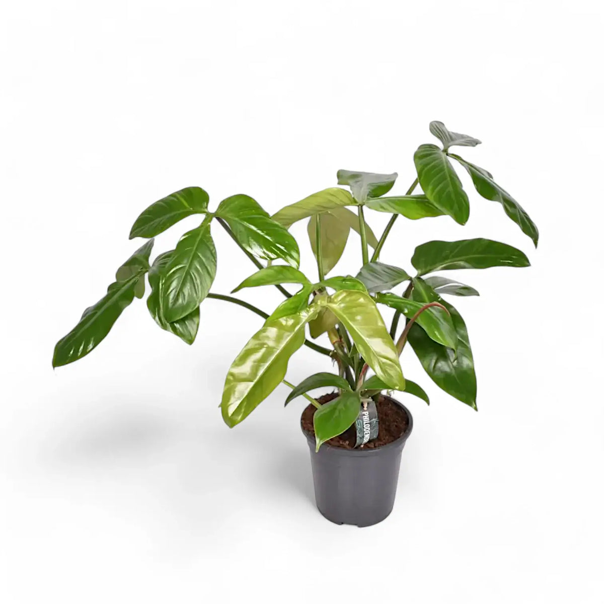 Philodendron tripartitum Zimmerpflanze im Anzuchttopf vor weißem Hintergrund, Produktfoto 2.