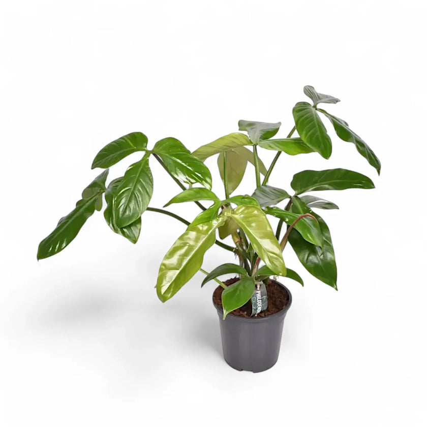 Philodendron tripartitum Zimmerpflanze im Anzuchttopf vor weißem Hintergrund, Produktfoto 2.