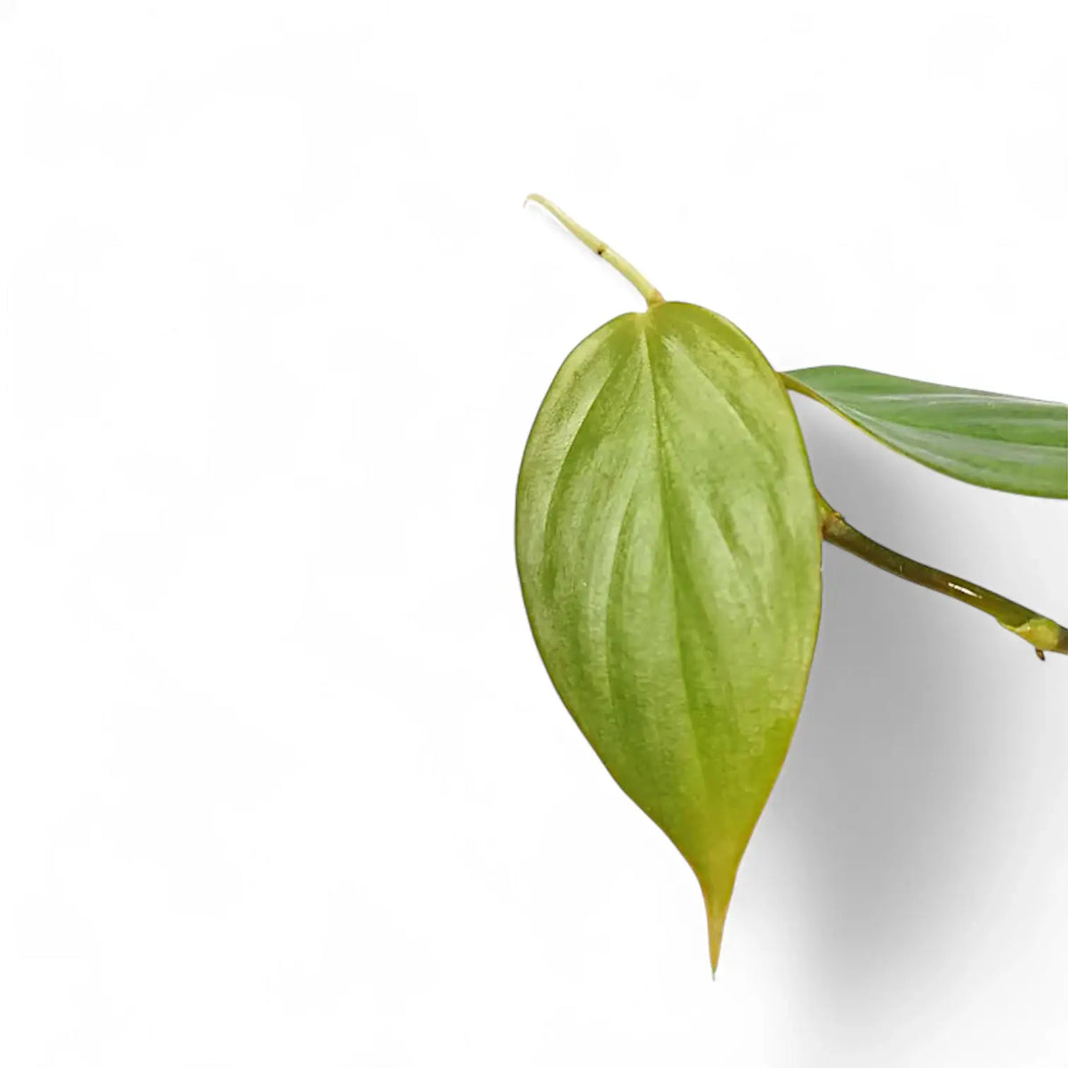 Philodendron ushanum leaf detail on white background.