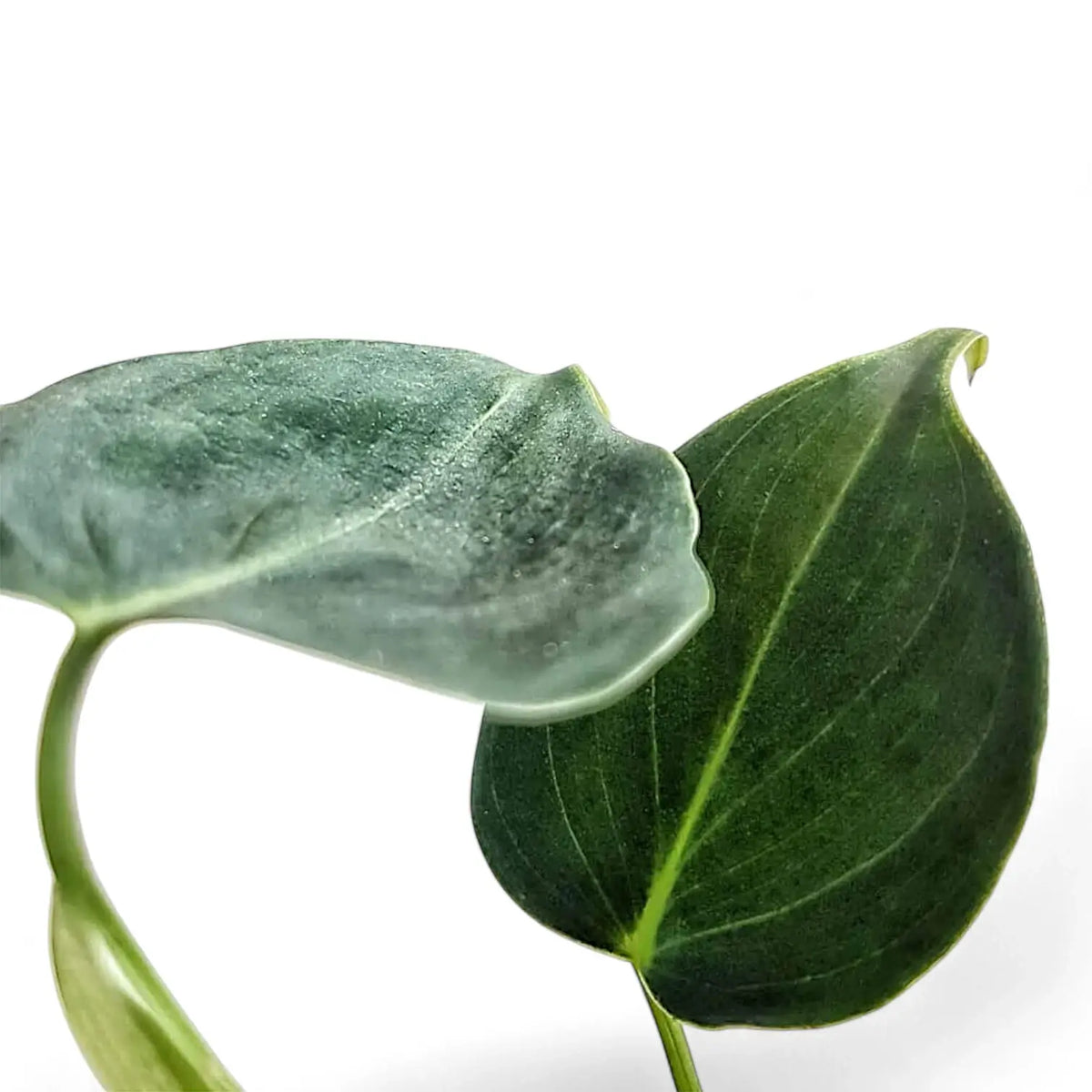 Philodendron cf lupinum (Philodendron vanninii Croat ined.) close-up of leaf on white background.