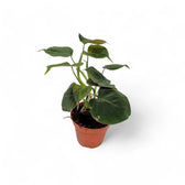 Philodendron cf lupinum (Philodendron vanninii Croat ined.) potted plant in nursery pot on white background.