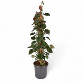 Philodendron cf lupinum (Philodendron vanninii Croat ined.) potted plant in nursery pot on white background.