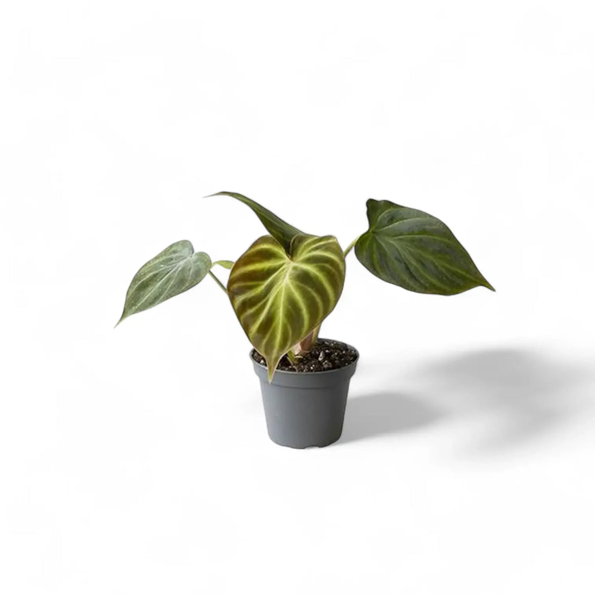Philodendron verrucosum plant in a nursery pot against a white background