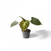Philodendron verrucosum plant in a nursery pot against a white background