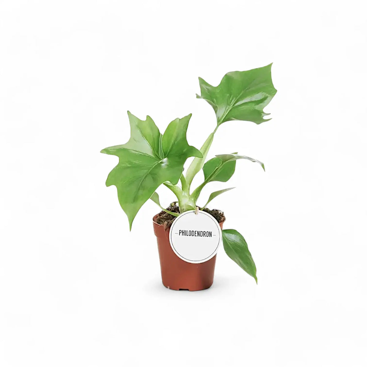 Philodendron warszewiczii potted plant in nursery pot on white background.