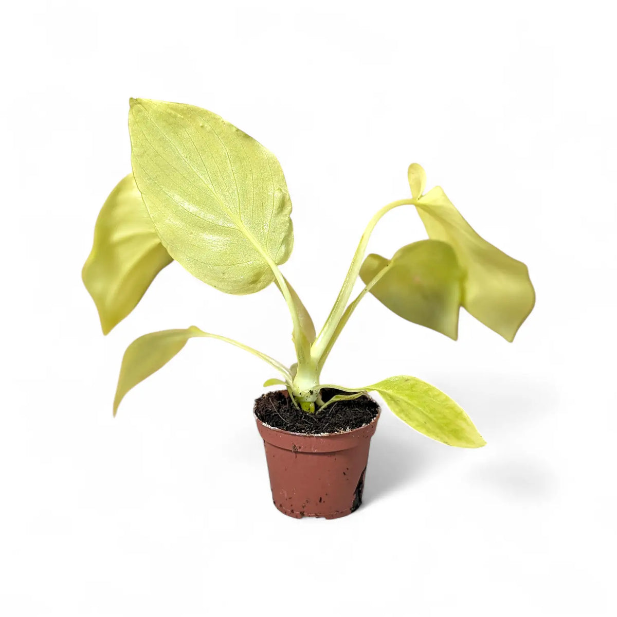Philodendron warszewiczii 'Flavum' ('Aurea') – Topfpflanze im Kulturtopf vor weißem Hintergrund, Produktfoto 2.