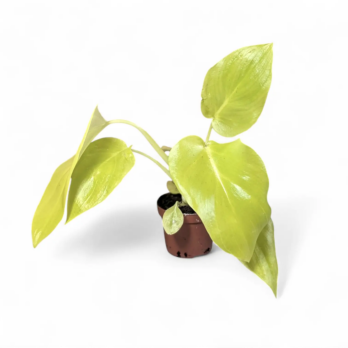Philodendron warszewiczii 'Flavum' ('Aurea') – Topfpflanze im Kulturtopf vor weißem Hintergrund, Produktfoto 4.