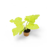 Philodendron warszewiczii 'Flavum' ('Aurea') – Topfpflanze im Kulturtopf vor weißem Hintergrund, Produktfoto 5.