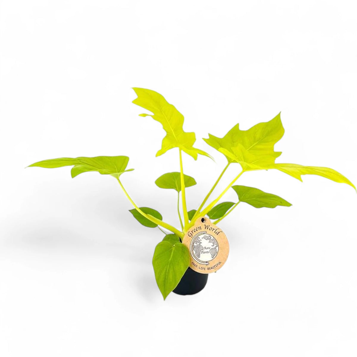 Philodendron warszewiczii 'Flavum' ('Aurea') – Topfpflanze im Kulturtopf vor weißem Hintergrund, Produktfoto 6.
