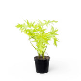Philodendron warszewiczii 'Flavum' ('Aurea') – Topfpflanze im Kulturtopf vor weißem Hintergrund, Produktfoto 7.