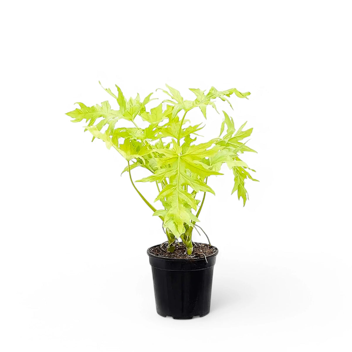 Philodendron warszewiczii 'Flavum' ('Aurea') – Topfpflanze im Kulturtopf vor weißem Hintergrund, Produktfoto 7.