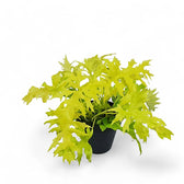 Philodendron warszewiczii 'Flavum' ('Aurea') – Topfpflanze im Kulturtopf vor weißem Hintergrund, Produktfoto 8.