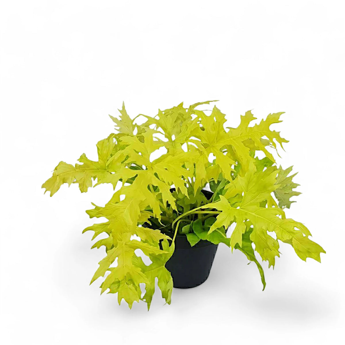 Philodendron warszewiczii 'Flavum' ('Aurea') – Topfpflanze im Kulturtopf vor weißem Hintergrund, Produktfoto 8.