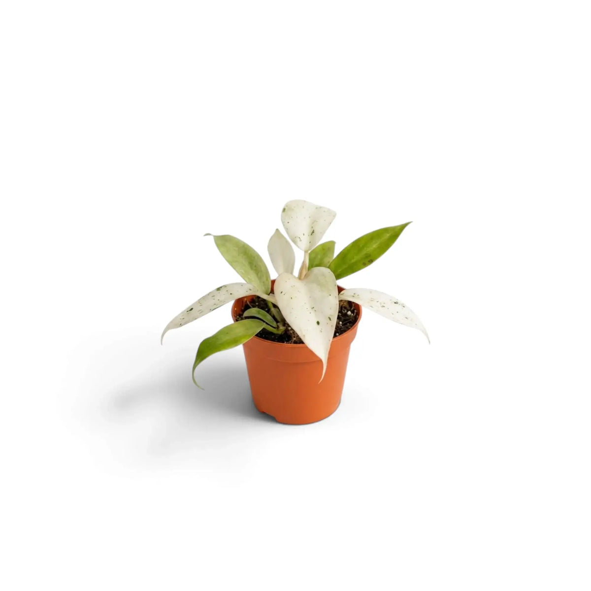 Junger Philodendron ‘Whipple Way’ mit schmalen grünen Blättern und cremefarbener bis mintgrüner Panaschierung im Kulturtopf.