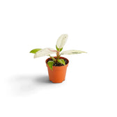 Junger Philodendron ‘Whipple Way’ mit schmalen grünen Blättern und cremefarbener bis mintgrüner Panaschierung im Kulturtopf.
