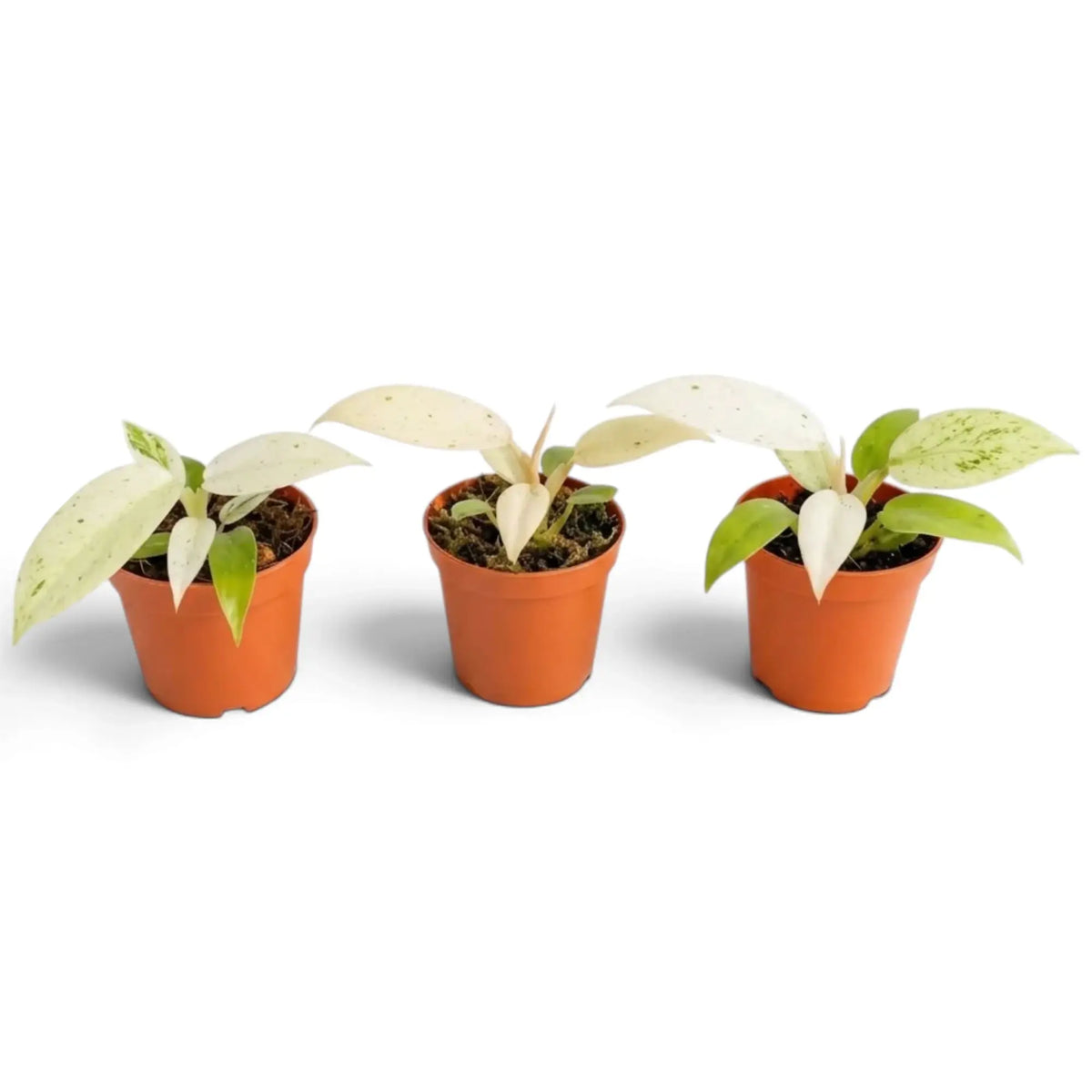 Junger Philodendron ‘Whipple Way’ mit schmalen grünen Blättern und cremefarbener bis mintgrüner Panaschierung im Kulturtopf.