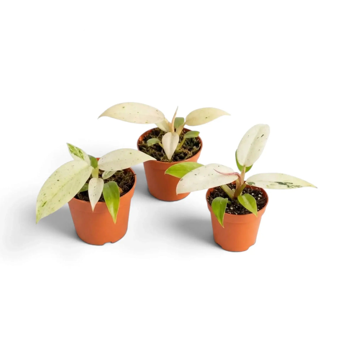 Junger Philodendron ‘Whipple Way’ mit schmalen grünen Blättern und cremefarbener bis mintgrüner Panaschierung im Kulturtopf.