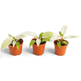 Junger Philodendron ‘Whipple Way’ mit schmalen grünen Blättern und cremefarbener bis mintgrüner Panaschierung im Kulturtopf.