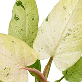 Nahaufnahme von Philodendron ‘Whipple Way’ mit schmalen grünen Blättern und cremefarbener bis mintgrüner Panaschierung.
