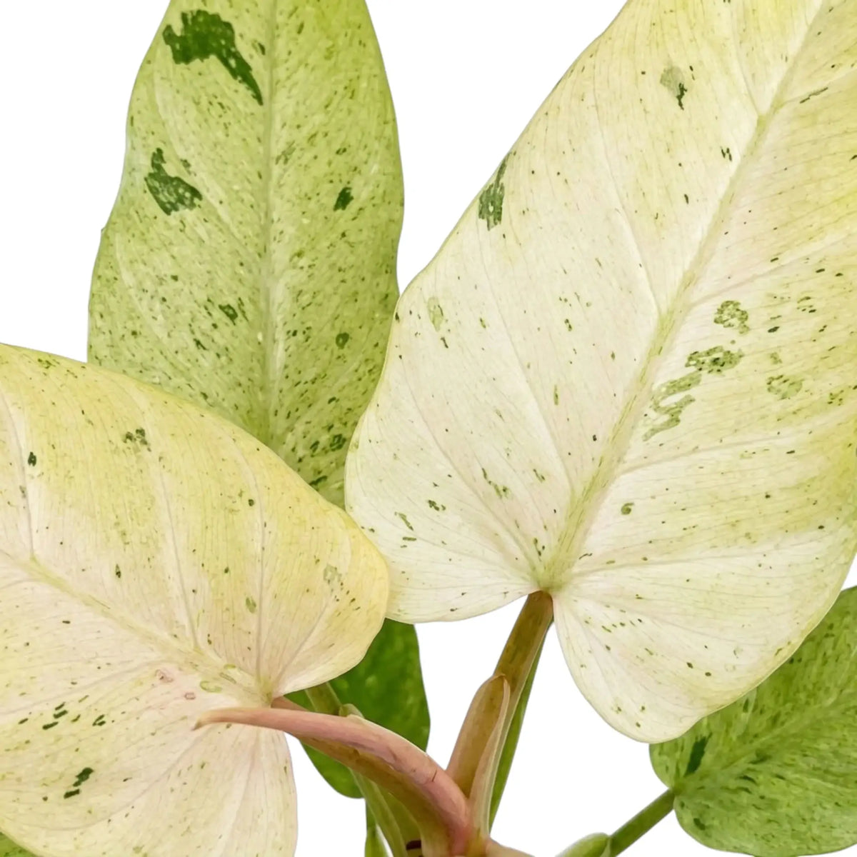 Nahaufnahme von Philodendron ‘Whipple Way’ mit schmalen grünen Blättern und cremefarbener bis mintgrüner Panaschierung.